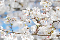 伊佐市の花