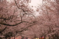 mayor0903-sakura.JPG