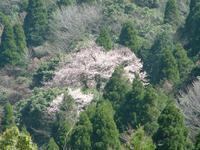 春の元気を伊佐の地から