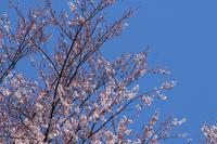 IMG_9126.JPG