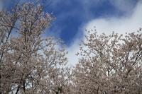 エドヒガン桜の開花状況について（3月22日現在）