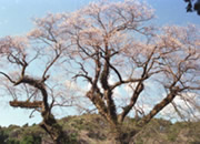 エドヒガン(桜)