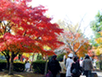 曽木の滝公園もみじ祭り