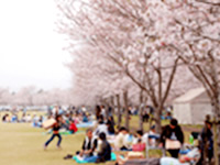 忠元公園桜まつり