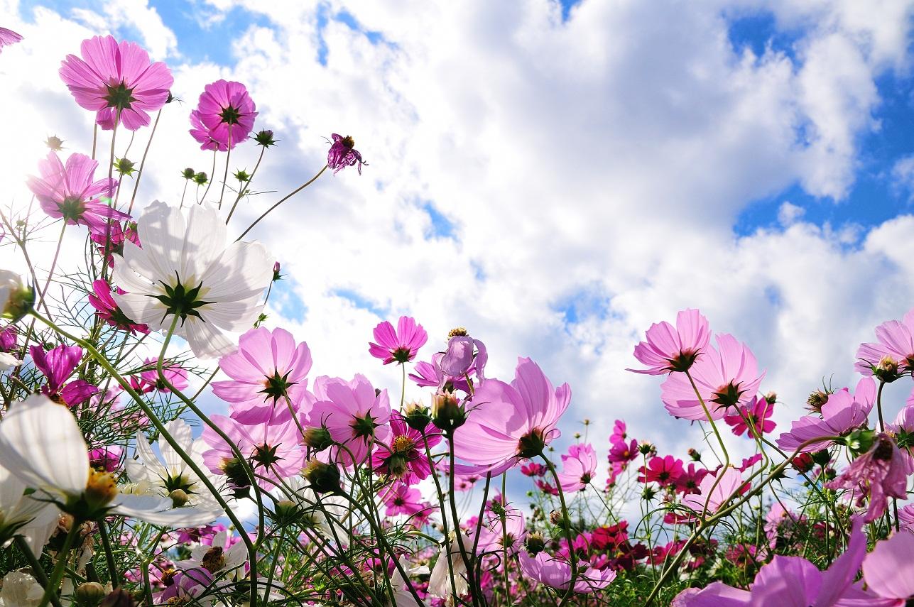 秋桜 伊佐市 鹿児島県伊佐市