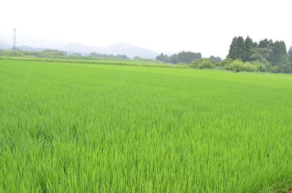 田園を揺らす風