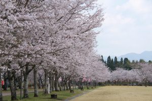 【平成31年４月３日現在】桜の開花状況