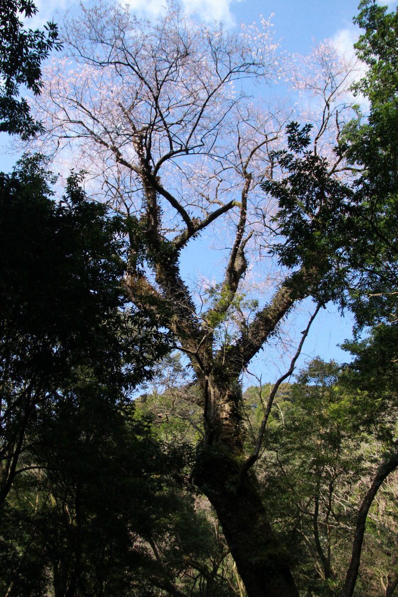 エドヒガン桜の開花状況について（3月18日更新）