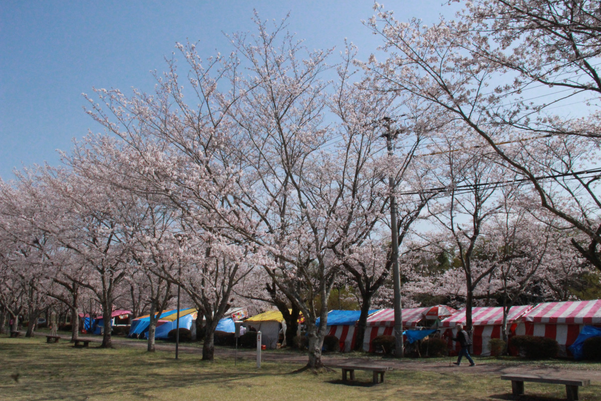 忠元公園の桜開花状況（4月2日更新）