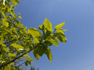 生命の５月