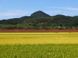 黄金色の伊佐平野