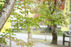 曽木の滝　もみじ紅葉状況（随時更新）