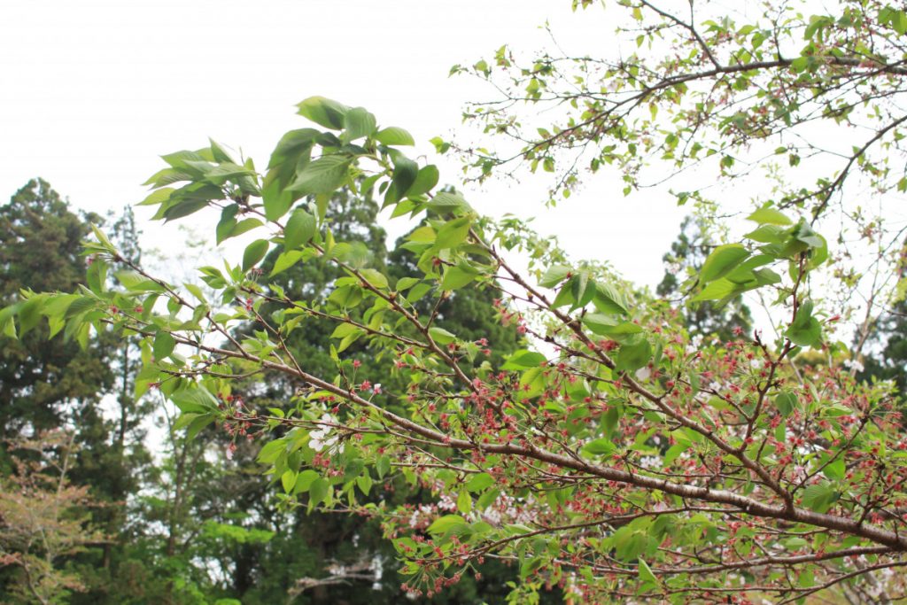 忠元公園の桜開花状況（令和3年4月2日更新終了）