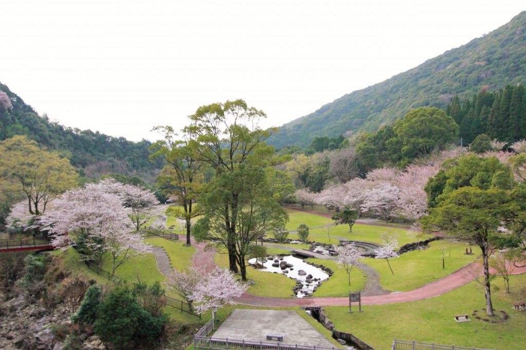 十曽池公園わんぱく広場 カイドウ開花状況（令和3年3月19日更新）