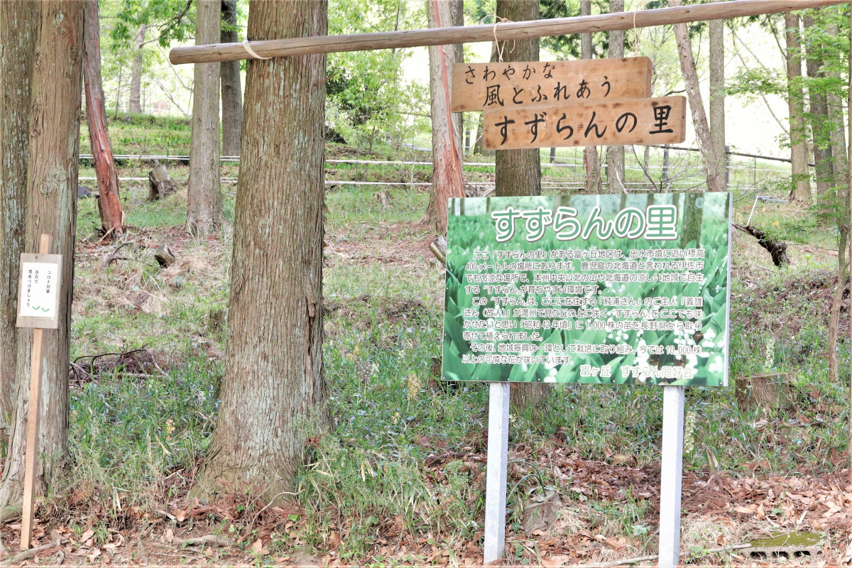 【令和４年のシーズン終了】富ヶ丘のすずらん 開花情報（5/2）