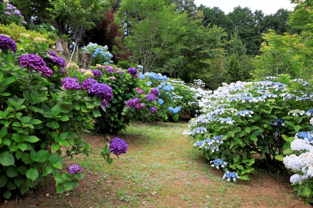 【6/10（木）更新】里山ガーデンしいのきの森（針持）のアジサイが見ごろです。