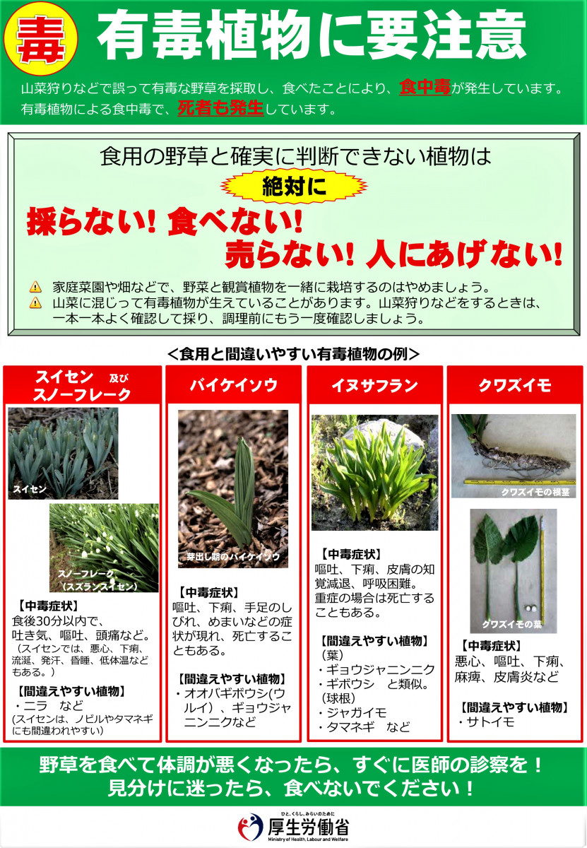 【県からのお知らせ】有毒植物による食中毒に注意しましょう！