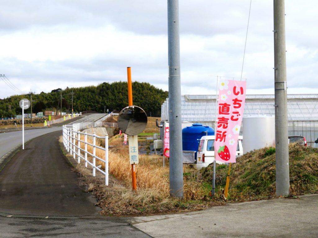 【令和４年シーズン終了】大口堂崎の大国ファーム「いちご直売所」#伊佐の話題