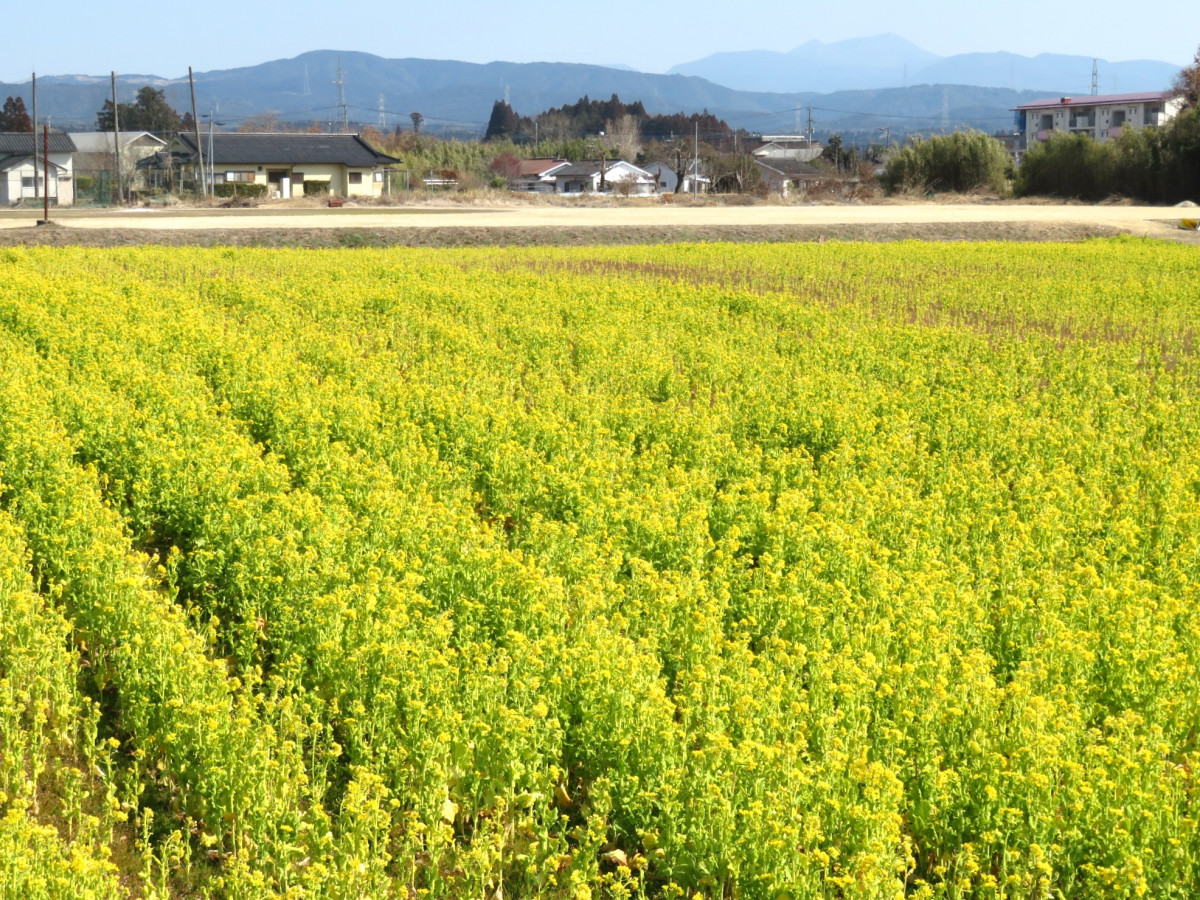 【２/28（月）更新】重留多目的広場の菜の花が見頃です！