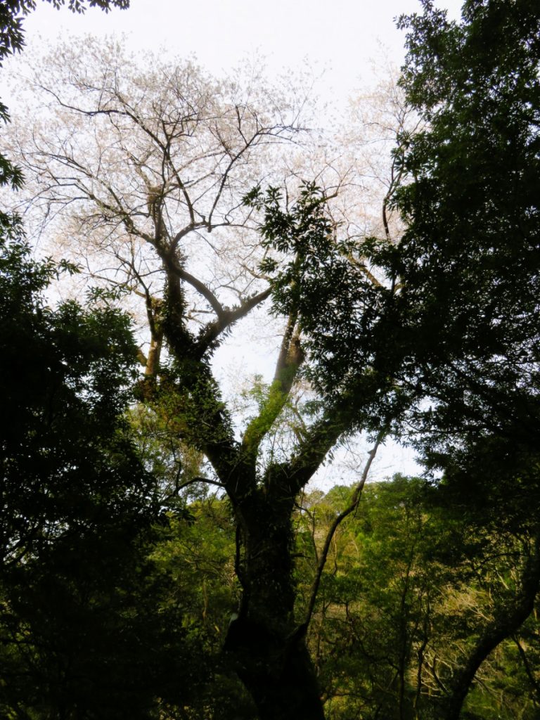 【令和４年の桜シーズン終了】奥十曽のエドヒガン桜 開花状況