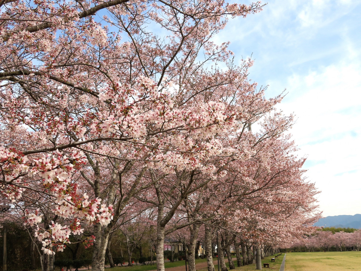 【令和４年の桜シーズン終了】忠元公園の桜 開花状況