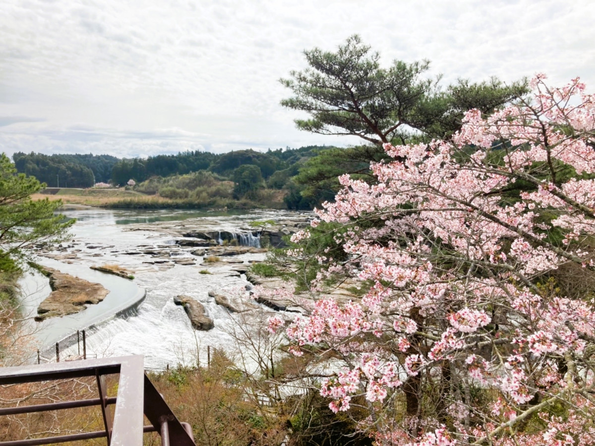 【令和４年の桜シーズン終了】曽木の滝公園の桜 開花状況