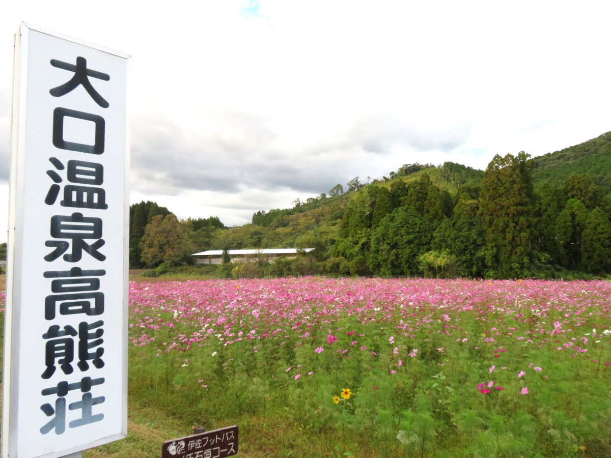 【令和４年シーズン終了】大口温泉高熊荘 横の花畑のコスモス 開花状況