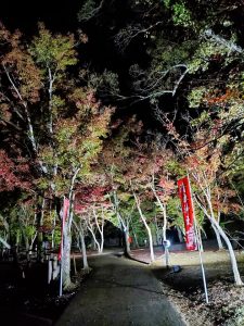 【11/19（土）～27（日）18～21時】曽木の滝公園 「紅葉」ライトアップについて