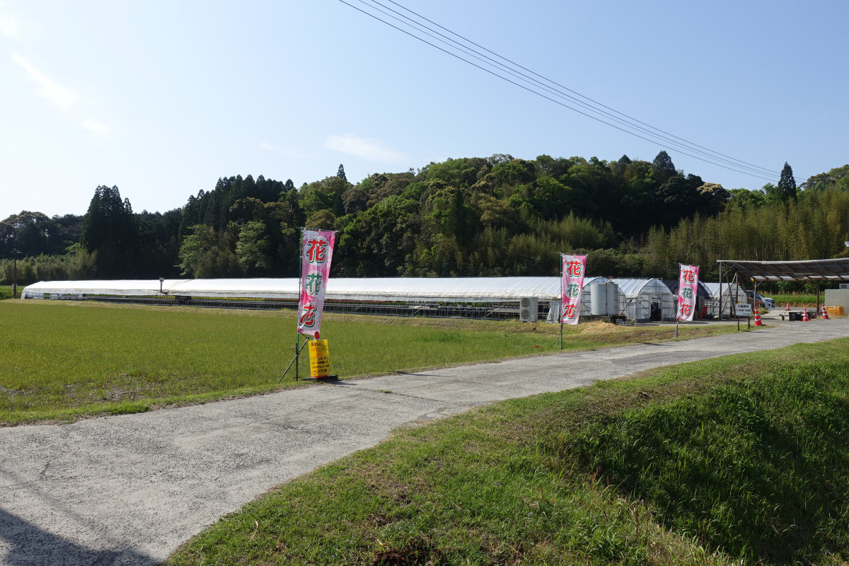 【5/1（月）更新】令和５年シーズンは終了しました＠伊佐市菱刈花北のカラーについて