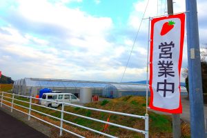 【５月末ごろまで営業中！】大口堂崎の大国ファーム「いちご直売所」#伊佐の話題