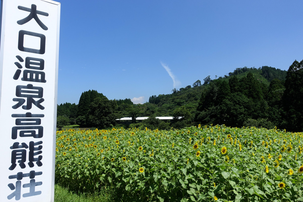 【７/６（木）更新】大口温泉高熊荘の「ひまわり」が見ごろです！