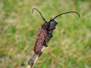 外来カミキリムシ類にご注意を！