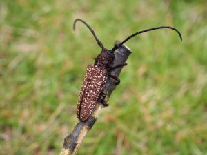 外来カミキリムシ類にご注意を！