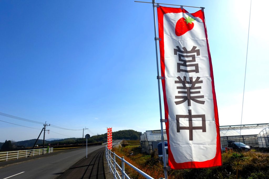 伊佐市大口堂崎で「いちご」の直売が始まりました！（１/30）#伊佐の話題