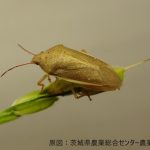 イネカメムシの防除徹底について（通知）