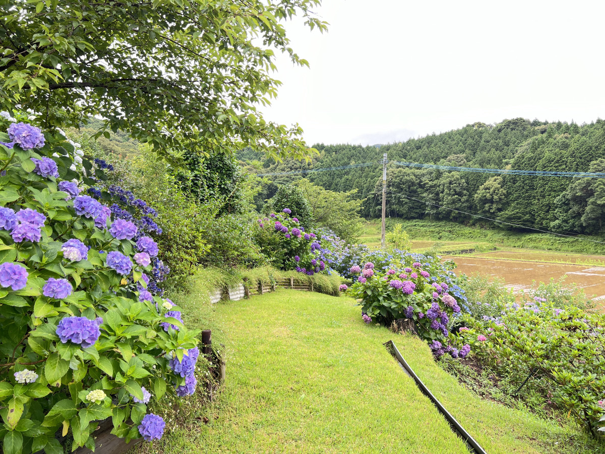 【７/４（木）更新】里山ガーデンしいのきの森（針持）のアジサイ 開花状況(今シーズン終了)