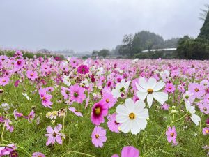 光陰矢の如し