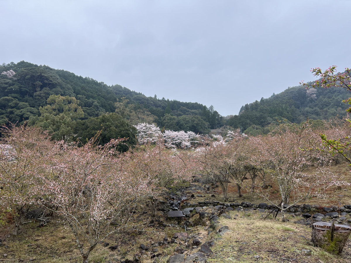 【４/１（火）更新】十曽池公園 わんぱく広場のカイドウ 開花状況＠ 八部咲き