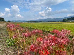 【10/8（水）更新】伊佐市大口大田の「ヒガンバナ」開花状況  終了