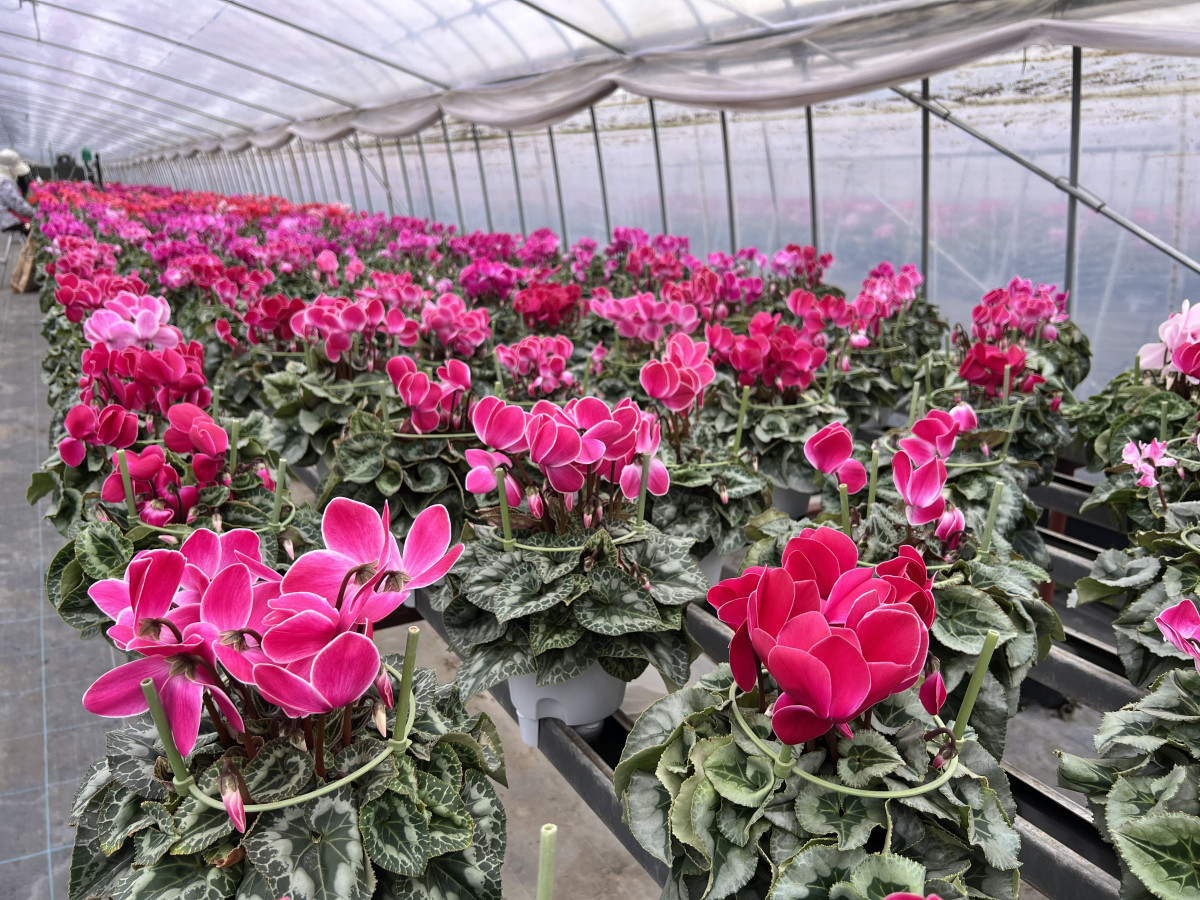 【11月20日(木)販売開始】井之上花園 シクラメン 直売