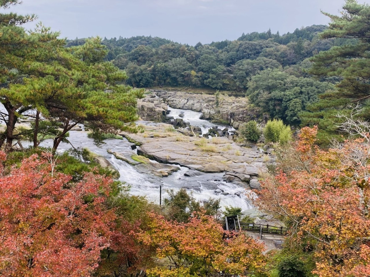 【11/17(月)更新】曽木の滝公園 紅葉情報 2025 ー色づきはじめー
