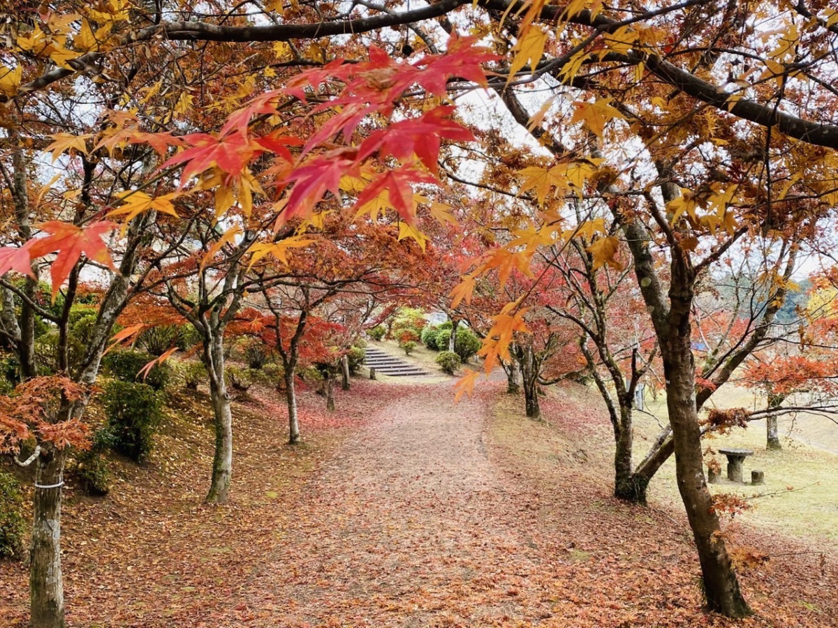【12/2(火)更新】曽木の滝公園 紅葉情報 2025 ー見ごろー