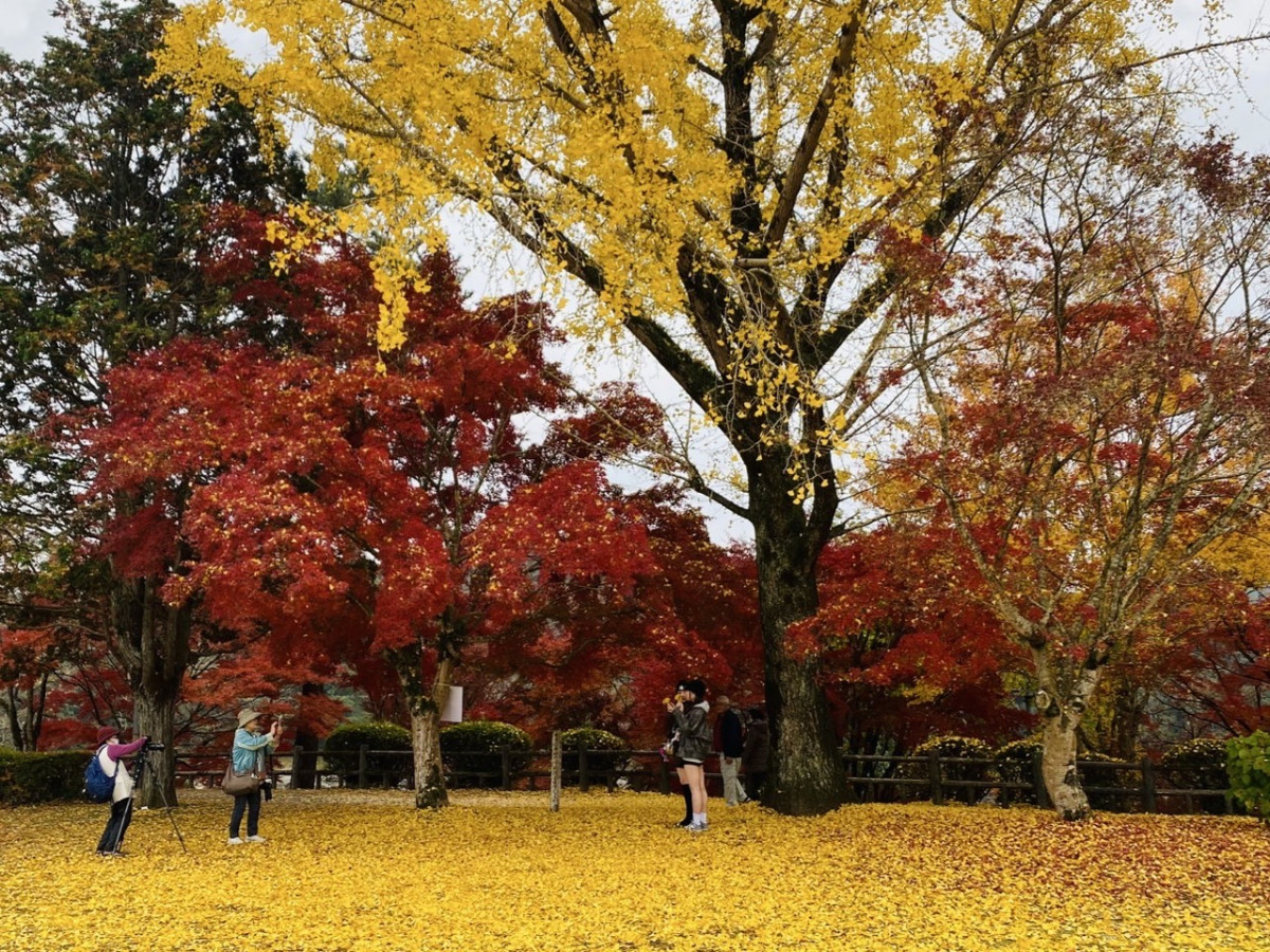 曽文 紅葉図 箱なし MA913 あったかポンチョ｜株式会社デビカ