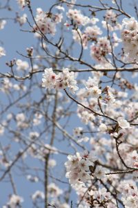 新納忠元公生誕500年