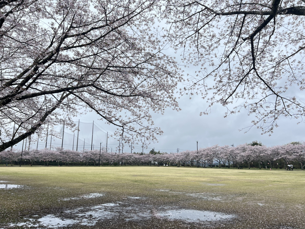 【４月１日(水)更新！】忠元公園 桜の開花状況　＃散り始め
