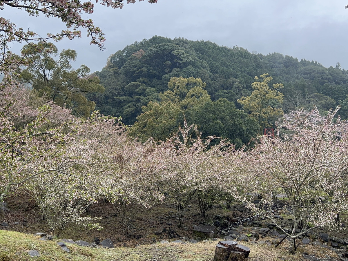 【４月１日(水)更新】十曽池公園 わんぱく広場のカイドウ 開花状況　＃見頃