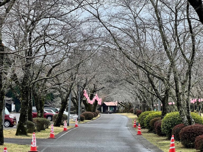 【3月19日(木)更新!】忠元公園 桜の開花状況 #つぼみ
