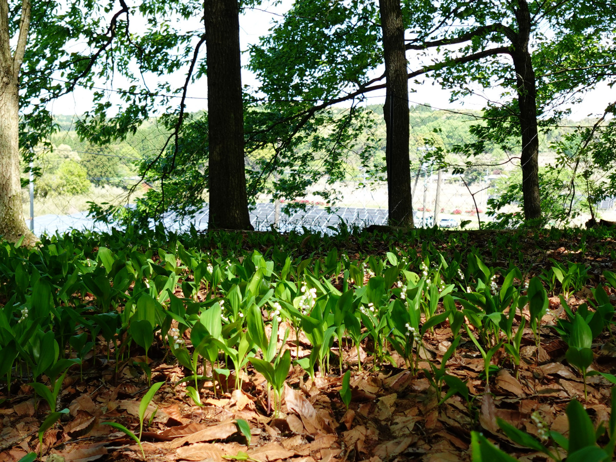 【４月21日(火)更新】富ヶ丘のすずらん 開花情報　＃咲きはじめ