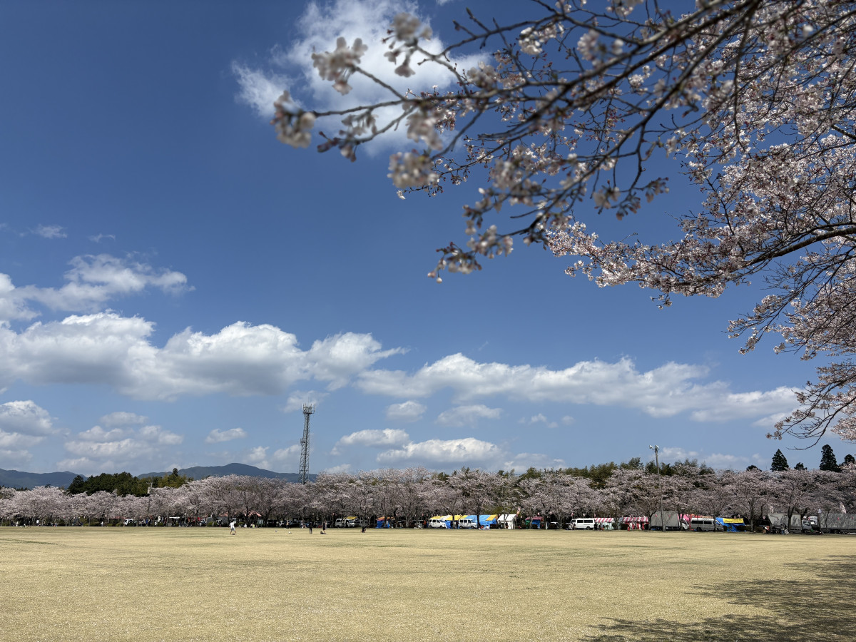 【４月10日(金)更新！】忠元公園 桜の開花状況　＃シーズン終了