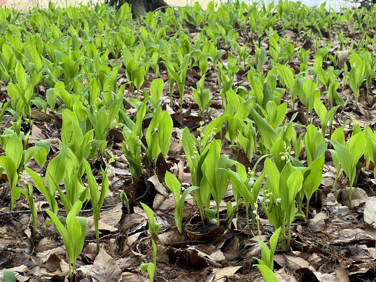 【４月15日(水)更新】富ヶ丘のすずらん 開花情報　＃芽吹きはじめ